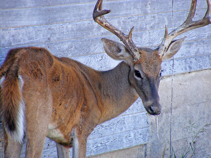 Chronic Wasting Disease