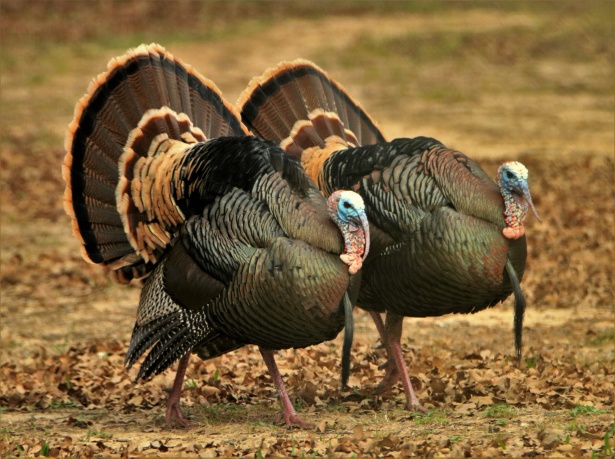 Ohio’s Youth Hunters Check 1,785 Wild Turkeys