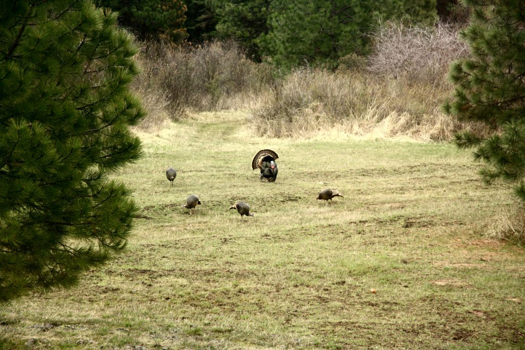 4 Turkey Bowhunting Tips - 
