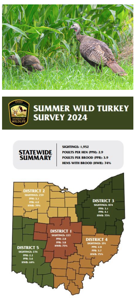 Ohio’s 2024 Wild Turkey Hatch Results