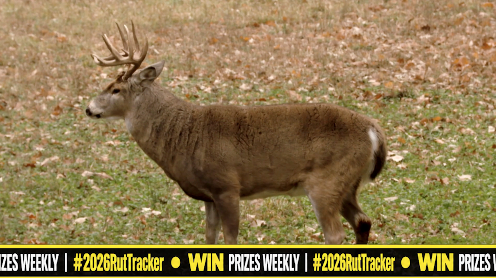 Rut Tracker 2026: Real-Time Deer Movement Reports, Rut Updates & Bowhunting Tips